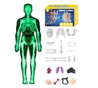 Modello anatomico umano 3D | Modello anatomico del busto umano | Strumenti di didattico educativo per educatori scientifici studenti studenti ragazze ragazzi bambini in aula scuola homeschooling