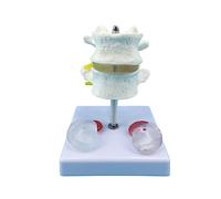 Modello anatomico umano a grandezza naturale Vertebra cervicale colonna vertebrale con arteria del collo Disco osseo occipitale Nervi Medicals Modelli didattici Vertebra Colonna vertebrale flessibile