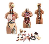 Modello anatomico umano del busto, 19 parti rimovibili, strumento educativo | Modello anatomico del busto umano con 19 parti rimovibili per scopi didattici, ideale per didattica e studi anatomici
