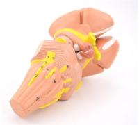 Modello anatomico Umano del Cervello con Capsula Interna e Nucleo basale, Struttura dettagliata dei Nuclei nervosi per l'educazione e Lo Studio Medico, Strumento didattico