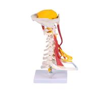 Modello anatomico umano della colonna vertebrale cervicale del collo del PVC realistico modello di anatomia del muscolo del collo per la classe e la formazione clinica Modello paziente medico