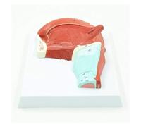 Modello anatomico umano della lingua del muscolo orale, modello medico, modello muscolare della ghiandola orale umana, strumento di supporto for la formazione medica