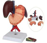 Modello Anatomico Umano: Fegato, Stomaco, Cistifellea E Pancreas | Modello anatomico dettagliato for scopi didattici, che mostra gli organi interni.