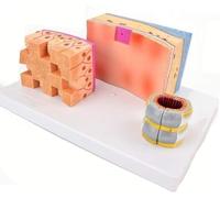 Modello anatomico umano ingrandito della parete tracheale e della laringe | Modello didattico di anatomia della struttura della trachea Aiuto dimostrativo for l'apprendimento
