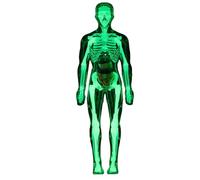 Modello Anatomico Umano, Kit Scientifico Corpo Bambino con scheletro dettagliato, statuetta interattiva di scheletro per apprendimento scolastico a casa