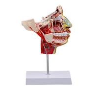 Modello anatomico umano Mezza Testa Chops-Trattamenti per il viso Vasi sanguigni del nervo vascolare per l'educazione allo studio Trattamenti per il viso Trattamenti per il viso Vasi sanguigni del