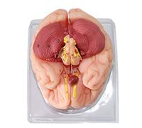 Modello anatomico Umano Modello anatomico del Cervello Umano Modello dell'arteria cerebrale Modello cerebrovascolare Mo