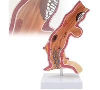 Modello anatomico umano, modello anatomico dell'anatomia esofagea, replica for la didattica dell'anatomia e della fisiologia, modello dell'esofago e dell'apparato digerente del Dipartimento di anatomi