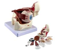 Modello anatomico umano, modello anatomico dell'occhio umano ingrandito 3X, modello anatomico del bulbo oculare rimovibile, modello anatomico dell'occhio anatomia dell'occhio umano for strumento di ap