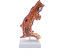 Modello anatomico umano Modello anatomico di replica dell'anatomia esofagea for la formazione in anatomia e fisiologia Dipartimento di anatomia medica del modello dell'esofago