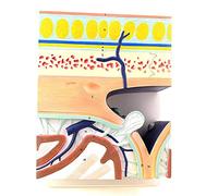 Modello anatomico Umano, Modello anatomico ingrandito a Strati della Base del Cranio, Seno durale Cuoio capelluto Struttura a 5 Strati Cuoio capelluto Anatomia Ecologica