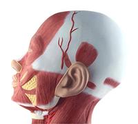 Modello Anatomico Umano, Modello di Anatomia dei Muscoli E del Collo, Modelli Digitali di Anatomia Umana