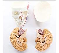 Modello anatomico Umano Modello di Anatomia del Cranio Umano con partizione cerebrale e Muscolare dell'arteria cerebrale