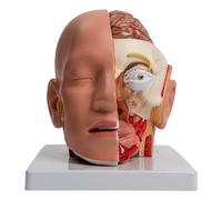 Modello anatomico umano mostra cervelletto tronco cerebrale bulbo oculare Modello anatomico umano per relazione lezione Facile da capire e ricordare Modello anatomico