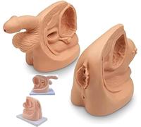 Modello anatomico umano per genitali interni ed esterni e uretra, strumento educativo per uomini e donne