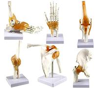 Modello anatomico umano, set di 6 articolazioni per gomito, ginocchio | Modello di anatomia umana, set da 6 pezzi per imparare anatomia e fisiologia, perfetto per