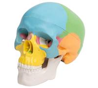 Modello anatomico umano smontato del cranio di colore degli organi umani modello anatomico staccabile scienza anatomia per studio medici anatomia