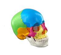 Modello anatomico umano smontato di colore del cranio degli organi umani Modello anatomico staccabile Scienza Modello anatomico per lo studio Modello anatomico del cranio Modello di cranio umano