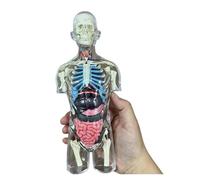 Modello anatomico umano trasparente 4D - Corpo femminile incinta da 37 pezzi con feto rimovibile per la formazione medica(GRAY)