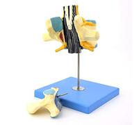 Modello anatomico Un Modello ingrandito della Struttura Anatomica della cauda equina spinale Lombare Umana, utilizzato per la Ricerca Medica e l'istruzione