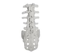 Modello Anatomico Vertebre Lombari Modello Umano Strumento Didattico