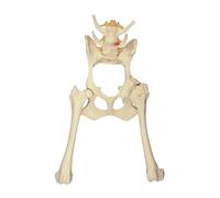 Modello anca canino, modello anatomico di scheletro di cane, replica normale dell'articolazione del ginocchio dell'anca, strumento educativo for ufficio veterinario