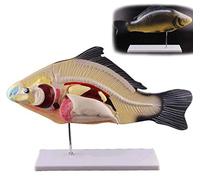 Modello animale, modello di pesce in 3 parti, modello anatomico di dissezione di pesce in 3D, modello di laboratorio in organi interni staccabili di anatomia animale biologica per l'insegnamento