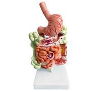 Modello 'Apparato Digerente Umano Stomaco Anatomia Intestino Crasso Cecum R2994