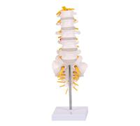 Modello Apribile Della Colonna Lombare Osso Sacro Per La Visualizzazione Dei Dischi Dei Nervi Spinali in Patologia Modello Anatomico Della Colonna Vertebrale in Costruzione in PVC Qualità