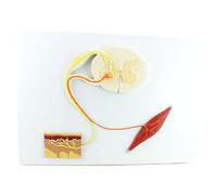 Modello ARC del riflesso del nervo medico umano e modello psico-neurale di conduzione del nervo centrale per l'apprendimento dello studio di studio in classe scientifica