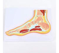 Modello articolare del piede umano, modello di anatomia del muscolo scheletrico dell'articolazione della caviglia, scala 1: 1 uguale per la ricerca medica, insegnamento dell'insegnamento