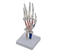 Modello articolazione della mano con ulna del polso e modello scheletro della mano in PVC per lo studio medicina e l ' scienze Scheletro con ulna del polso e radio scheletrico per la