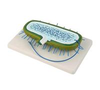 Modello batterico, modello educativo di anatomia dei batteri procarioti