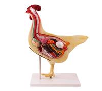 Modello Biologico Modo di Anatomia del Pollo Modello di Organi di Ricerca del Viscere degli Animali Modello di Insegnamento Biologico di Mezza Sezione Materiale di qualità