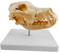 Modello Canino Cranio Cane - Medico Modello Anatomico del Cranio Dell'Animale - Cane Scheletro di Modello - Le Ossa di Cane Mediche Modello Anatomico,Grande