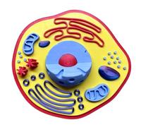 Modello cellula vegetale Modello anatomia vegetale Apprendimento Modelli scientifici biologia Strumento didattico biologia per l ' educazione scientifica anatomia