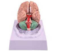 Modello cerebrale Modello di 8 parti del cervello umano con 32 identificatori digitali Dimensioni della vita Anatomia umana per lo studio di classe Science Disposizione di insegnamento dell'anatomia