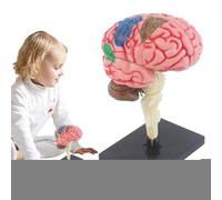 Modello Cerebrale Per La Psicologia - Modello Cerebrale Anatomico, Display Con Codice Colore | Insegnamento Del Modello Di Anatomia Con Base Di Visualizzazione, Strumento Educativo Neuroscienza Fai -d