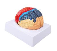 Modello cerebrale umano, arteria cerebrale, colore partizionato, cervello destro sinistro, assemblato, strumento educativo, formazione medica, apprendimento in classe, studio di