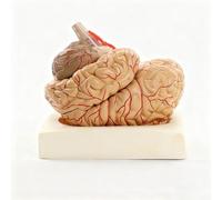 Modello Cervello 1:1 con Arterie Cerebrali e Indicatori Numerati | Modello Cervello Realistico Scomponibile con Arterie e 41 Punti, Strumento Didattico per Neurochirurgia