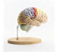 Modello Cervello 2x Scomponibile con Indicazioni Numeriche | Modello di Cervello Realistico in 4 Parti per Psicologia e Didattica Scientifica, Strumento Dimostrativo per l'Aula