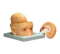 Modello Cervello Divisibile in 3 Parti