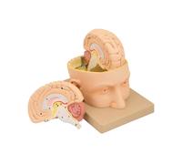 Modello Cervello Divisibile in 3 Parti - Modello Didattico Anatomico