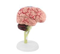 Modello Cervello smontato Un modello Anatomico, modello di Cervello Umano Figura 3.93x3.15x2.36 Pollice per Scienze Studio di Classe Mostra strumento didattico