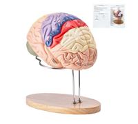 Modello cervello umano Anatomia Insegnamento 4 parti etichettato