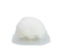 Modello Cervello Umano Cervello Umano Modelli Anatomici Con Base Display Per Gli Studenti Di Medicina Educatori Modello Cervello Con Display Base Medicals Insegnamento Per Lo Studio E