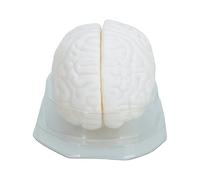 Modello Cervello Umano Con Base Basi Modelli Anatomici Modelli Strumento Insegnamento Per Lo Studio In Classe Modello Cerebrale Con Strumento Insegnamento
