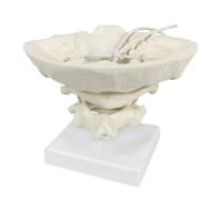 Modello cervicale, cintura occipitale, atlante e asse, modello ausiliario della colonna cervicale umana for l'insegnamento e la formazione medica Stampi didattici