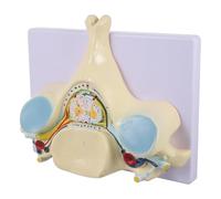 Modello Cervicale Ingrandito Quinta Vertebra e Midollo