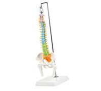 Modello colonna vertebrale cervicale Modelli ossei Modelli Modello transezione del midollo spinale ingrandito con midollo spinale Osso umano Supporto didattico medico per colonna